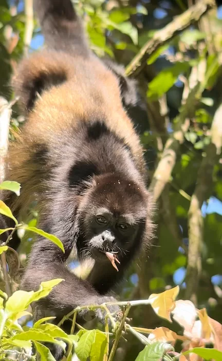 a howler monkey, which you can see  while walking through Manuel Antonio National Park