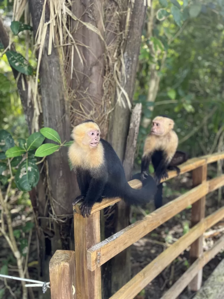 two monkeys sitting on the handrail on a trail at the end peninsula of the park, which I specifically recommend for seeing the monkeys