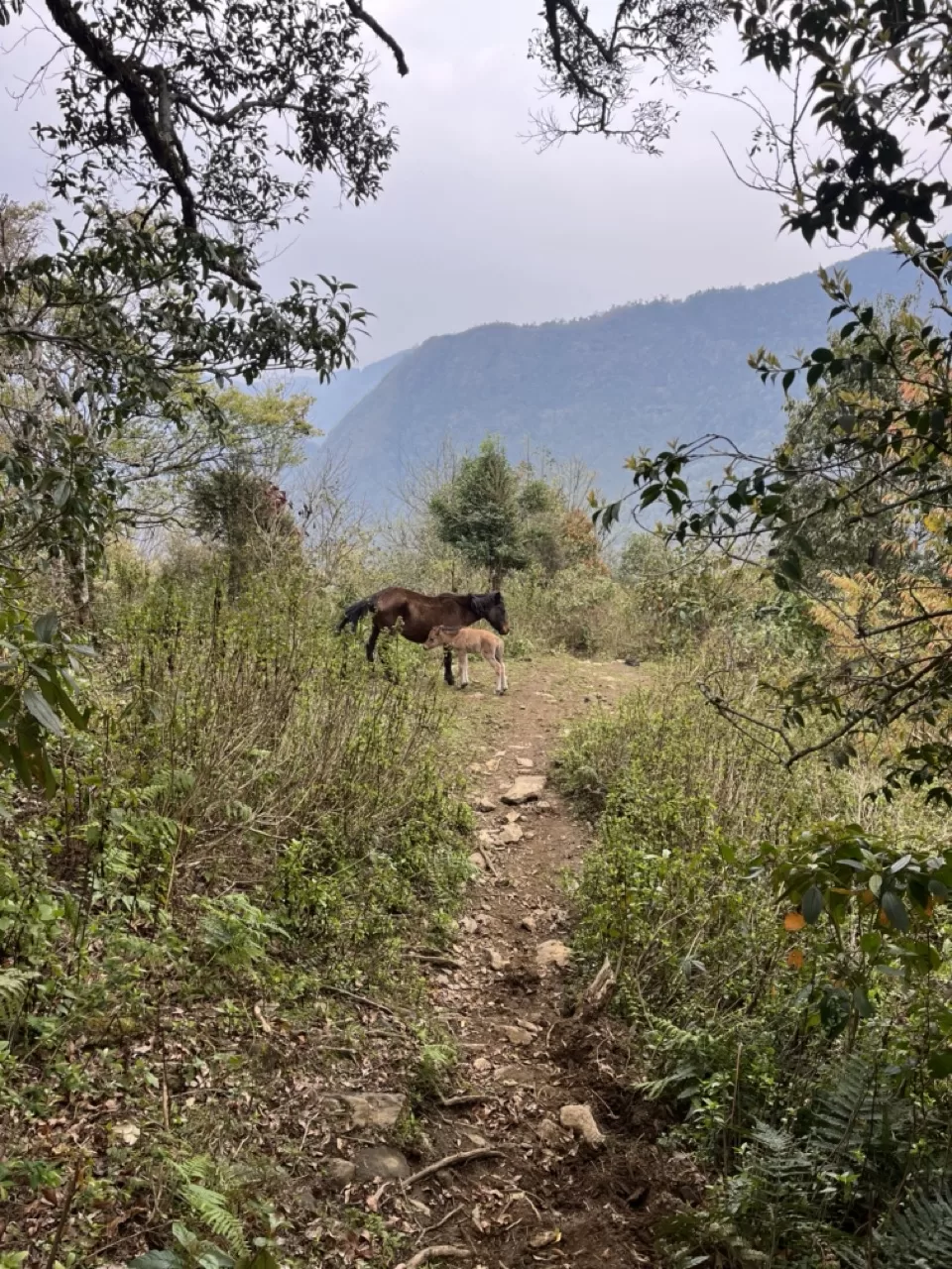 horse on a mountain trail with mountains in the background