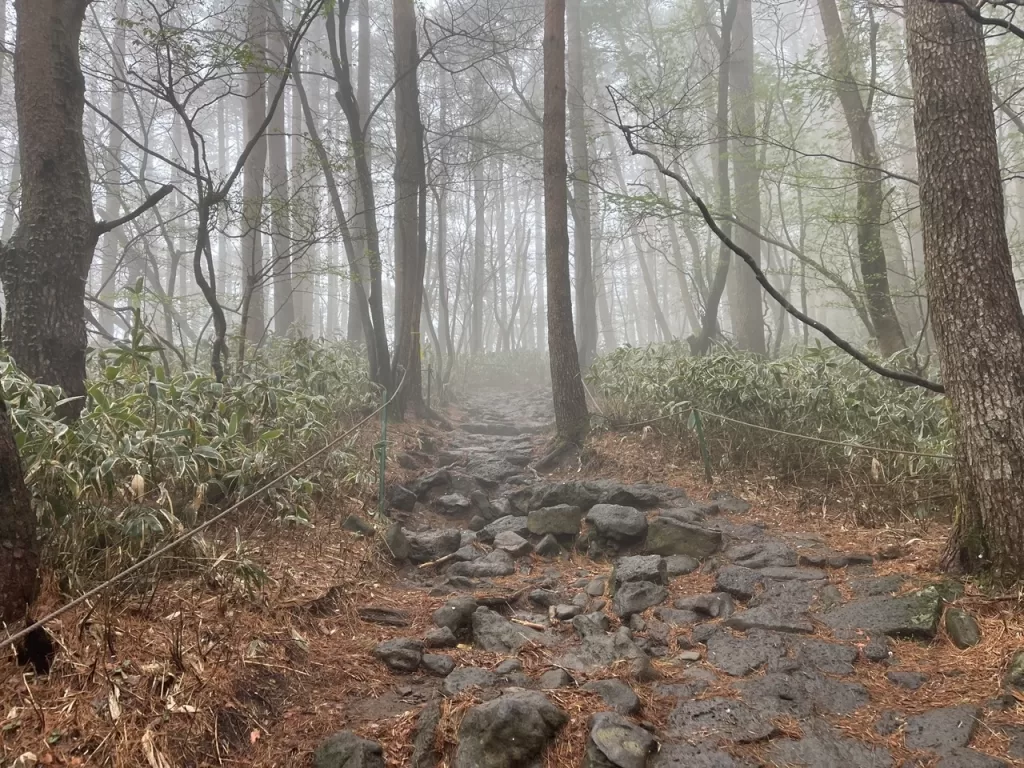 rocky mountain trail winding up through trees covered in fog