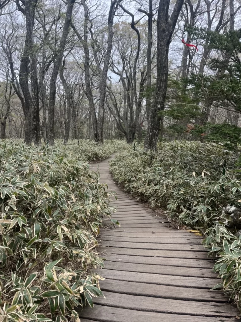 trail weaving through trees with tiny bamboo plants covering the ground around the trail