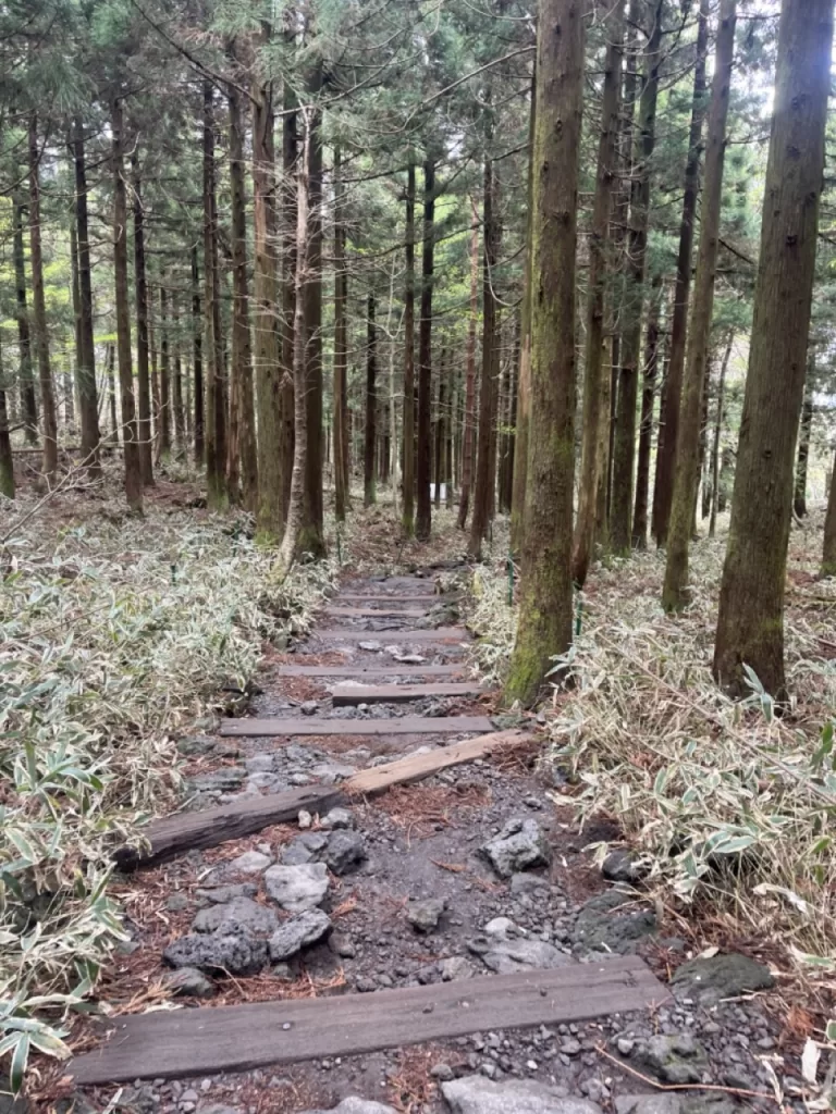trail winding through tall pine trees