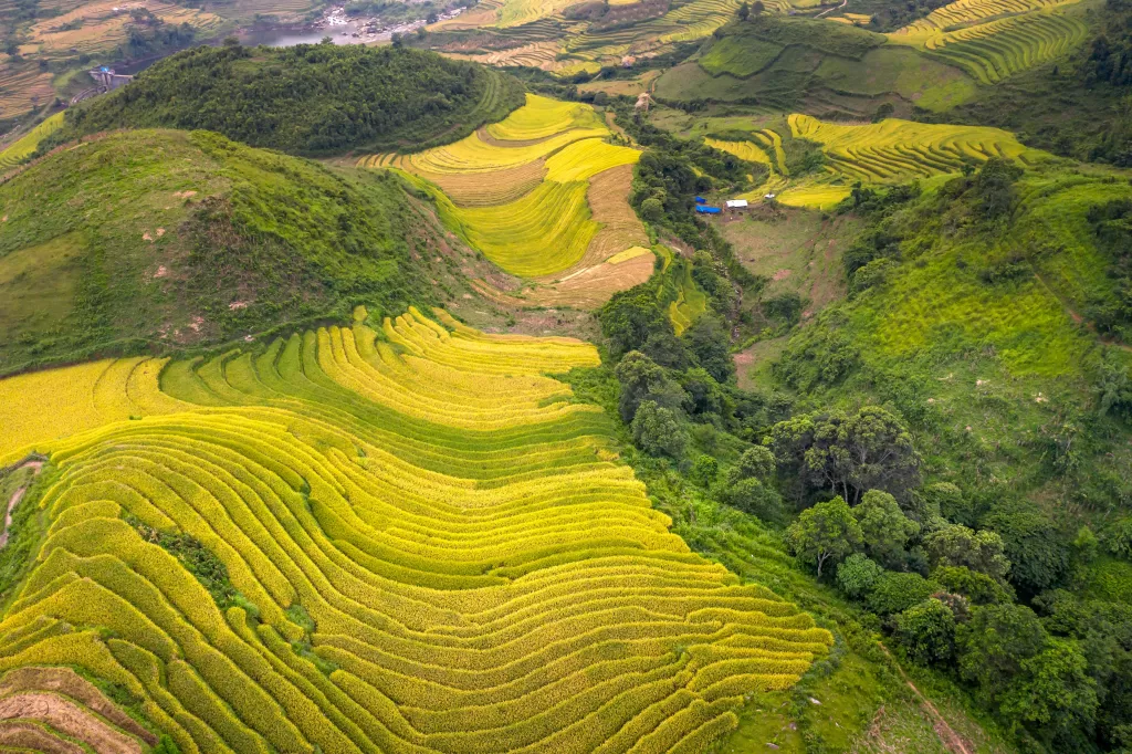 Stunning aerial photo of lush green and yellow terraced rice fields in a hilly landscape.